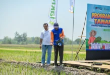 Agrosolution Perkuat Produktivitas Padi melalui Pemupukan Berimbang