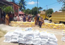 75 Ton Benih Jagung Disalurkan di Boalemo, sasar 5.000 Ha Lahan Petani