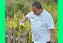 Pohon Bukan Sekadar Pajangan Jalan, Reflin Turun Hijaukan GORR