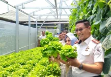 Kurang dari Sebulan, Greenhouse Lapas Kelas IIA Gorontalo Panen Perdana