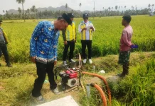 Sinergi Balintan dan Instansi Lain Selamatkan 55 Ha Padi Kekeringan