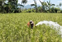 Irigasi Perpompaan di Poowo untuk Penyelamatan Padi dari Kekeringan