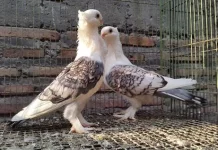 Kicauan Burung Bawa Manfaat