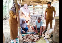 Hadapi Musim Kemarau Peternak Olah Jerami dan Batang Pisang sebagai Pakan