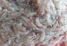 DKP Gorontalo Seriusi Hasil Riset Kandungan Merkuri pada Ikan Nike