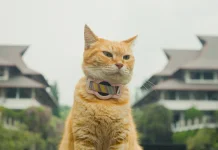 Film “Meong!” Antar LFM ITB Raih Penghargaan Festival Film Internasional