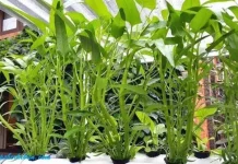 Budidaya Kangkung Hidroponik Jadi Pilihan Favorit
