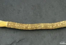 Siwak dan Khasiat Alaminya untuk Kesehatan Gigi
