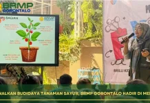 Kenalkan Budidaya Tanaman Sayur, BRMP Gorontalo Hadir di Meet The Expert