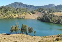 Spesies Tumbuhan Baru Ditemukan di Lereng Selatan Semeru