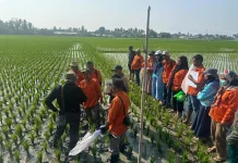Fieldtrip POPT Perkuat Deteksi Dini OPT dan Dampak Perubahan Iklim