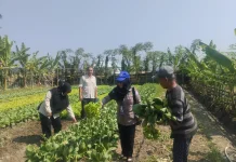 Tindak Lanjut Temuan E. coli, OKKPD Ambil Sampel Air Usaha Selada di Bone Bolango