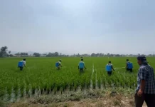 Balintan Lakukan Gerdal OPT Melindungi Tanaman dan Produktivitas Pertanian