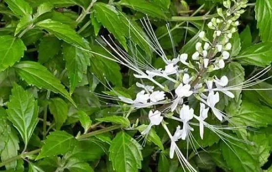 Daun Kumis Kucing  Bantu Atasi Infeksi Saluran Kemih