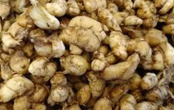 Manfaat Kencur bagi Kesehatan Tubuh