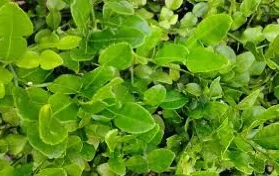 Daun Jeruk Purut, Ini Manfaatnya untuk Kesehatan