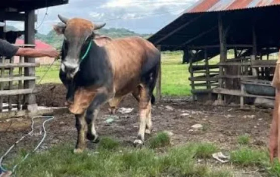 Gubernur Gusnar Ismail Ajak Warga Gorontalo Kembangkan Inseminasi Buatan