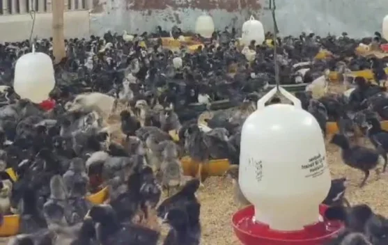 Beternak Ayam Kampung, Solusi Tingkatkan Ekonomi Warga Gorontalo