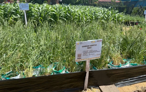 Gandum Diperkenalkan di PENAS, Petani Mulai Tertarik Budidaya