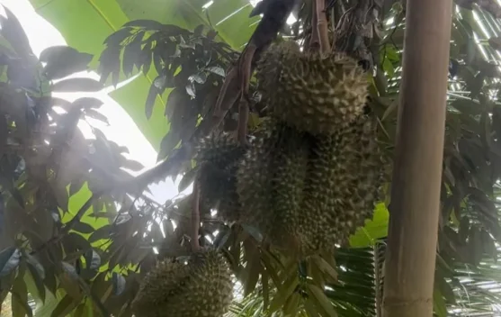 Ingin Durian Berbuah Lebat? Ini Cara Merawat Pohonnya dengan Benar