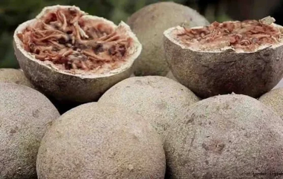 Inilah Manfaat Buah Kawista untuk Kesehatan