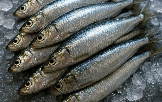Ikan Sarden, Kecil Ukuran Kaya Manfaat