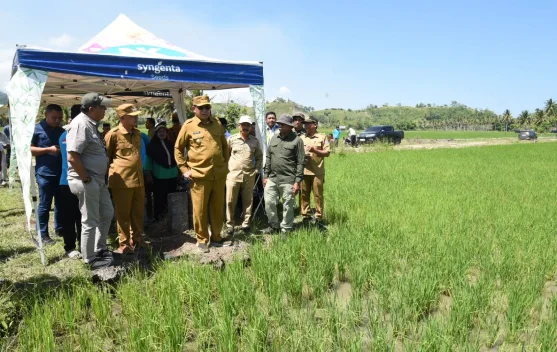 Hasil Cetak Sawah Memuaskan Petani Merasa Senang