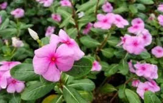 Lima Manfaat Tapak Dara yang Perlu Diketahui