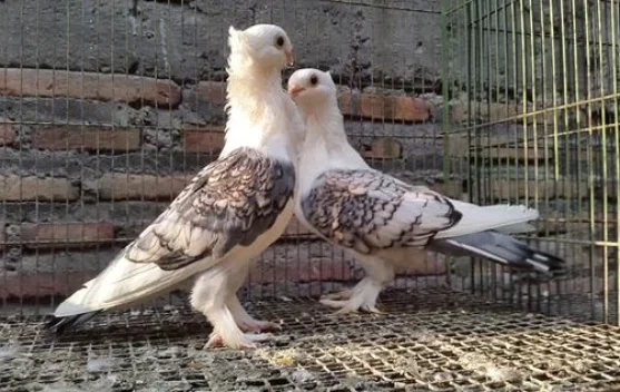Kicauan Burung Bawa Manfaat