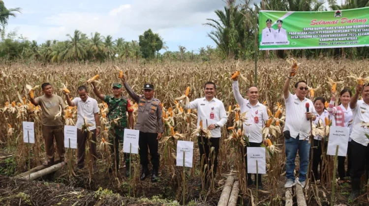 Panen Bersama Jagung Hibdrida di Desa Sifaoro'ai