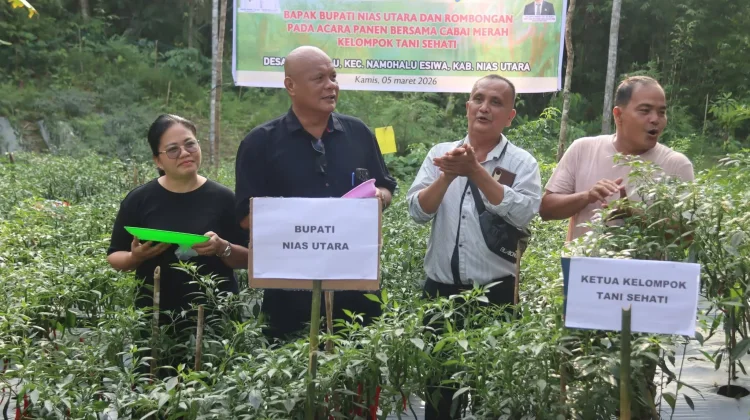 Pemkab Nias Utara Panen Bersama Cabai Merah di Kelompok Tani Sehati
