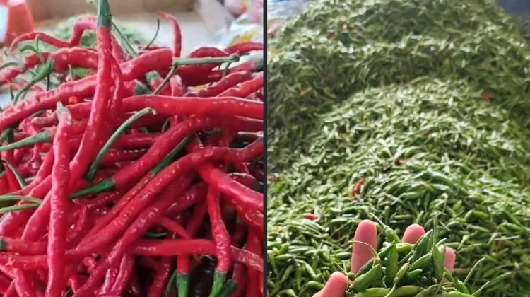 Harga Cabe dan Sayur Terpantau Stabil di Pasar Tardisional Gunungsitoli