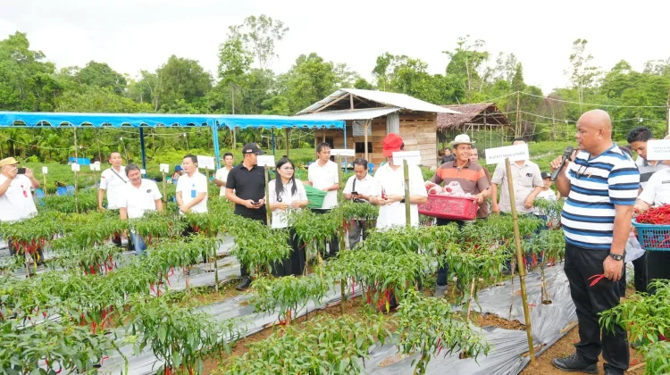 Pemkab Nias Utara Panen Perdana Cabai di Desa Fulolo Salo’o Kecamatan Sitolu Ori