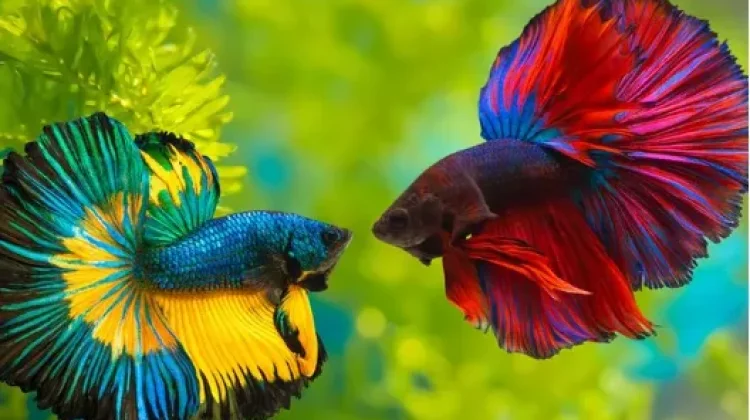 Keunikan Pesona Ikan Hias