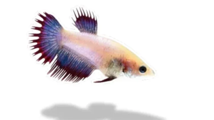 Keunikan Pesona Ikan Hias