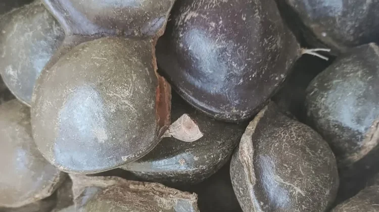 Efek Samping Makan Jengkol Berlebihan yang Jarang Diketahui