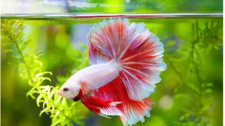 Panduan Memelihara Ikan Cupang