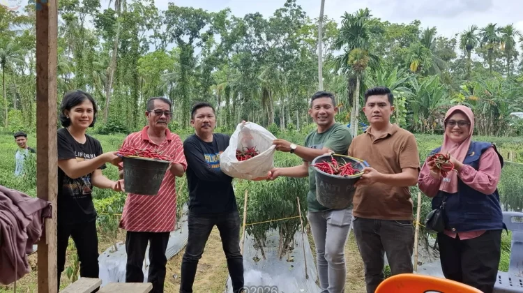 BUMDes Maju Bersama Panen Cabai