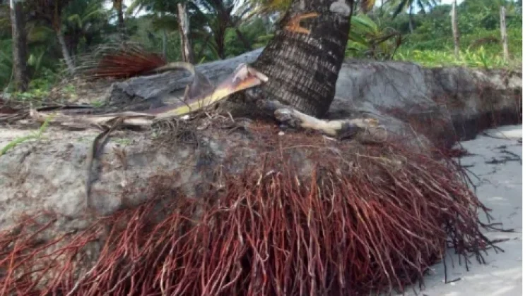 Berikut Manfaat dari Akar Kelapa