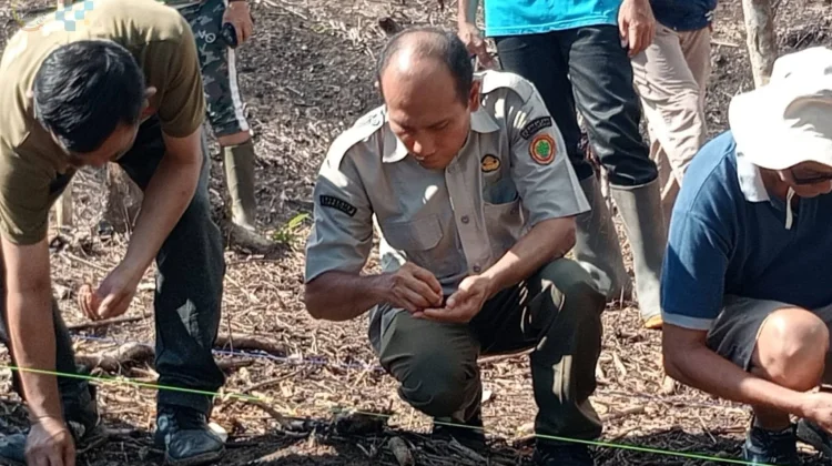 Penanaman Jagung Hibrida di Desa Tetehosi I