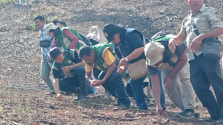 Penanaman Jagung Hibrida di Desa Tetehosi I