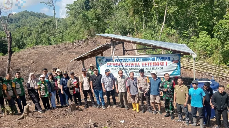 Penanaman Jagung Hibrida di Desa Tetehosi I