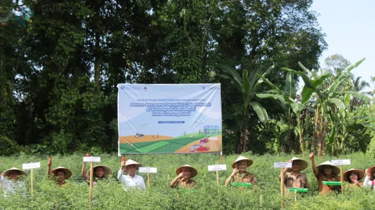 Panen Cabe Kelompok Tani Molai, Dukung Ketahanan Pangan di Gunungsitoli