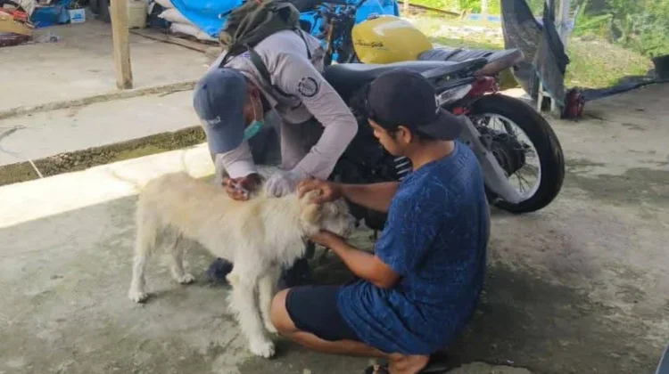 Dinas KP3 Nias Barat Gelar Vaksinasi Hewan Ternak di Dua Lokasi