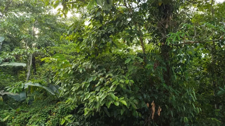 Hutan Terjaga, Kehidupan Masyarakat Terlindungi