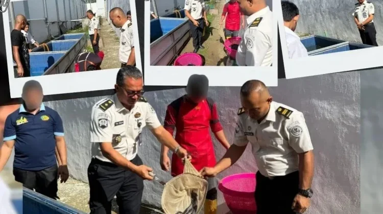 Kegiatan Panen Lele di Lapas Gunungsitoli, Wujud Pengembangan Keterampilan WBP