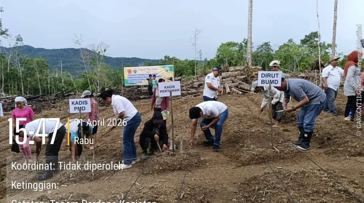 BUMDes Berdaya Gelar Penanaman Benih Jagung