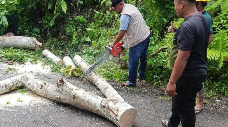 Cuaca Buruk, Pohon Tumbang di Desa Lolomoyo Tuhemberua Ulu, TRC Bergerak Cepat