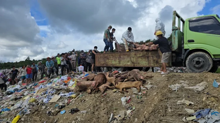 Puluhan Ekor Babi Tanpa Dokumen Dimusnahkan Pihak Karantina