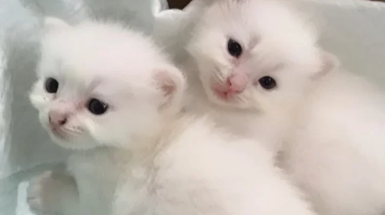 Tips Merawat Kebersihan Anak Kucing